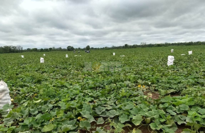 La escasa demanda y los precios bajos condicionaron la producción de El Impenetrable