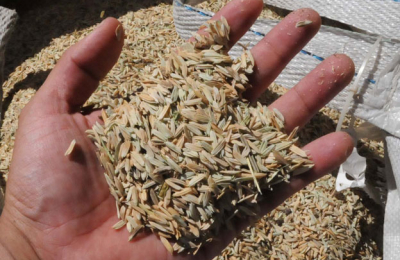 Vuelve RiceTec al Chaco de la mano del Grupo Puerto Las Palmas