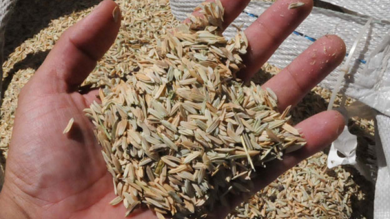Vuelve RiceTec al Chaco de la mano del Grupo Puerto Las Palmas