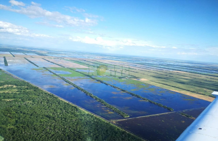 Charata inundada.JPG