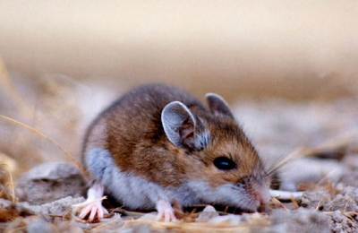 Hantavirus: el Chaco sin circulación viral, pero piden extremar cuidados