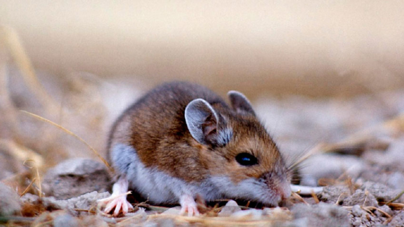 Hantavirus: el Chaco sin circulación viral, pero piden extremar cuidados