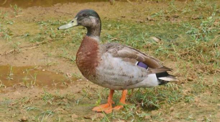 pato.jpg