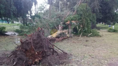 Caída de árboles y cables cortados por tormenta en la Isla del Cerrito