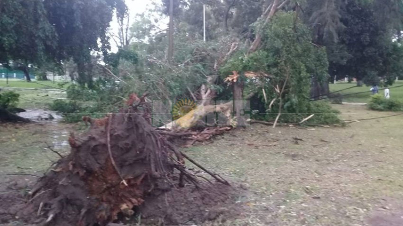 Caída de árboles y cables cortados por tormenta en la Isla del Cerrito