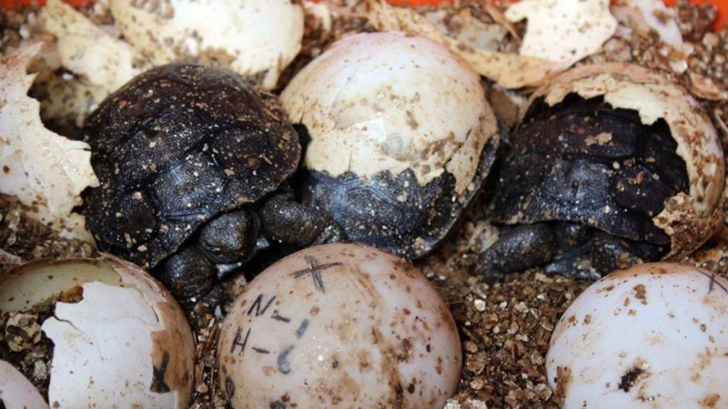 Nacieron tortugas gigantes en Galápagos luego de 100 años