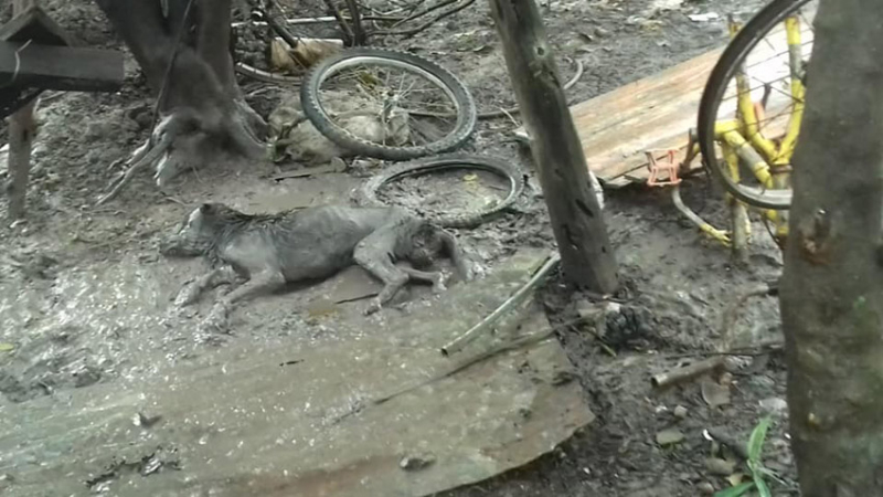 Crueldad sin límites: piden colaboración para un perro que fue enterrado vivo en una vivienda de Tirol
