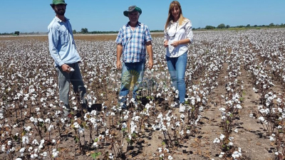 La primicia nacional de algodón: entregan el primer lote cosechado en Colonia José Marmol