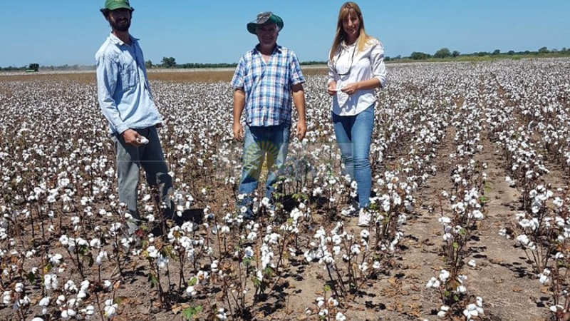 La primicia nacional de algodón: entregan el primer lote cosechado en Colonia José Marmol