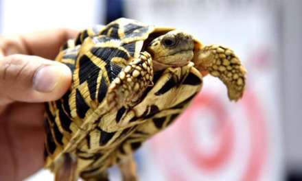 tortu3.jpg
