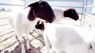 Las producciones caprina y ovina ganan espacio