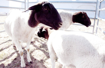 Las producciones caprina y ovina ganan espacio