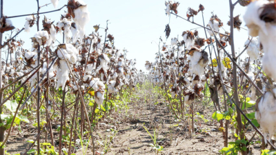 Compromiso con el algodón: los semilleros son una alternativa de producción sustentable