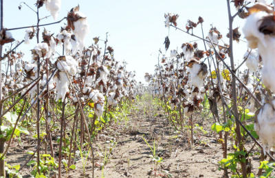 Compromiso con el algodón: los semilleros son una alternativa de producción sustentable