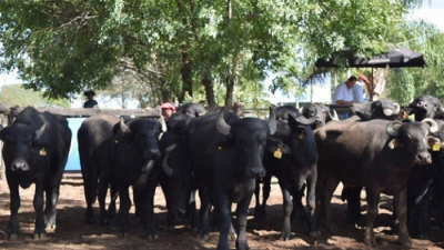 Expo Búfalos 2019, una gran vidriera para una especie que gana terreno