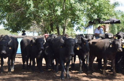 Expo Búfalos 2019, una gran vidriera para una especie que gana terreno