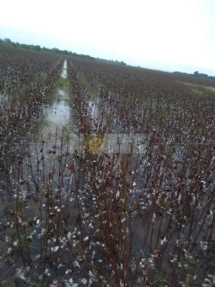 algodon inundado.jpg