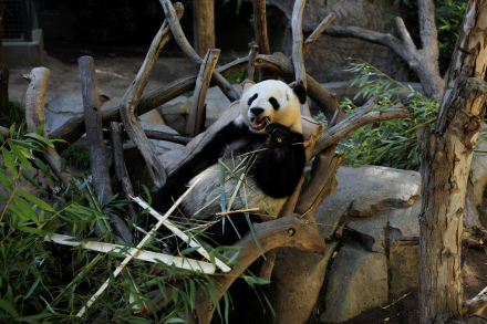 pandas.jpg