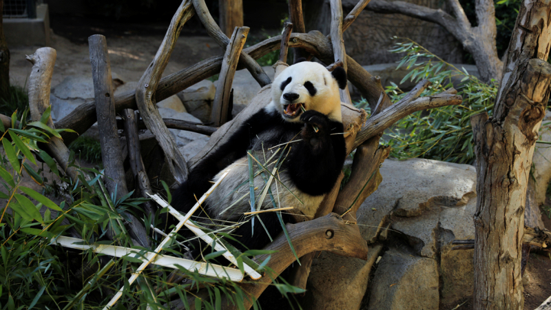 Pandas gigantes se disponen a volver a China tras dos décadas de préstamo en un zoológico