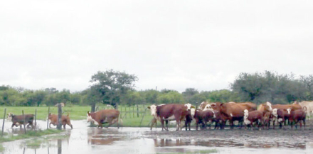 manejo-ganado2.jpg