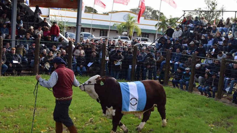 El Braford y su vidriera al mundo