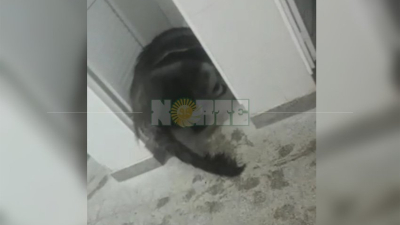 Un oso hormiguero fue descubierto en pleno baño de una Escuela Rural de Charata