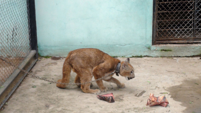 El puma rescatado en cautiverio ya está en el zoo de Sáenz Peña