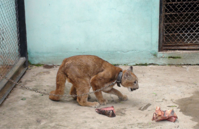El puma rescatado en cautiverio ya está en el zoo de Sáenz Peña