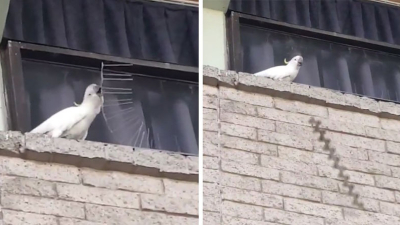 Cacatúa arrancó las púas anti aves de un edificio y las tiró a la vereda