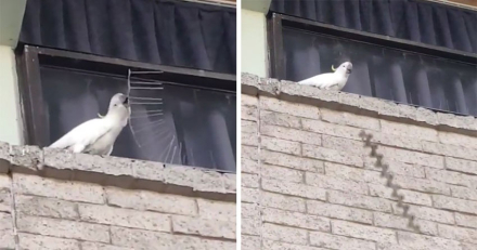 Cacatua.jpg