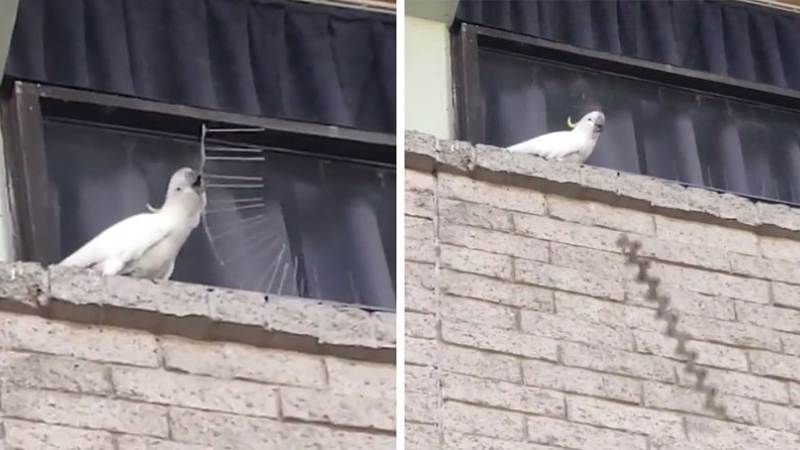 Cacatúa arrancó las púas anti aves de un edificio y las tiró a la vereda