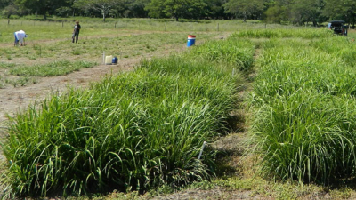 Identifican pasturas alternativas para mejorar la producción forrajera en el NEA