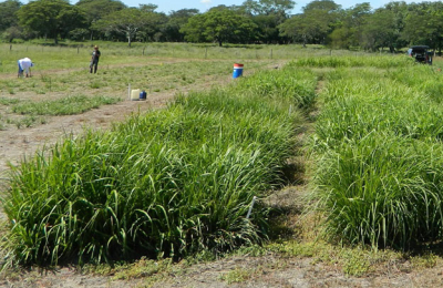Identifican pasturas alternativas para mejorar la producción forrajera en el NEA