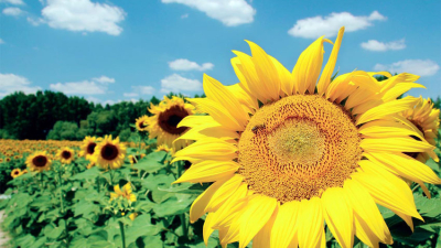 El girasol en picada