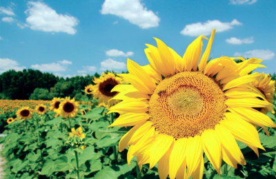 El girasol en picada