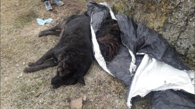 Santa Cruz: mueren 60 perros envenenados y declaran emergencia