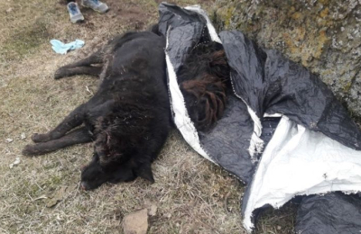 Santa Cruz: mueren 60 perros envenenados y declaran emergencia