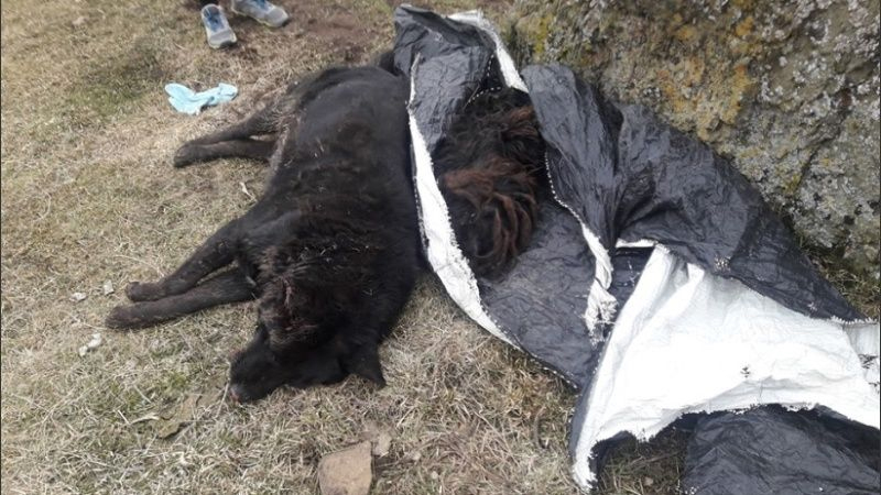 Santa Cruz: mueren 60 perros envenenados y declaran emergencia
