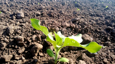 El agricultor pide políticas financieras a largo plazo que le permitan recuperarse y crecer