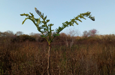 Yvyrá-pytá, un árbol con potencial para la restauración de bosques nativos
