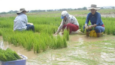 Claves para optimizar la siembra de arroz