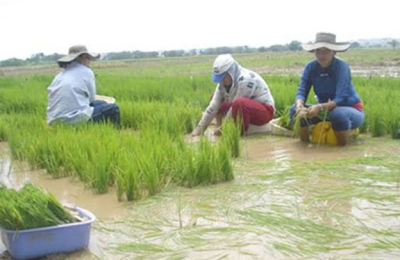 Claves para optimizar la siembra de arroz