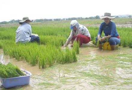 arroz.jpg