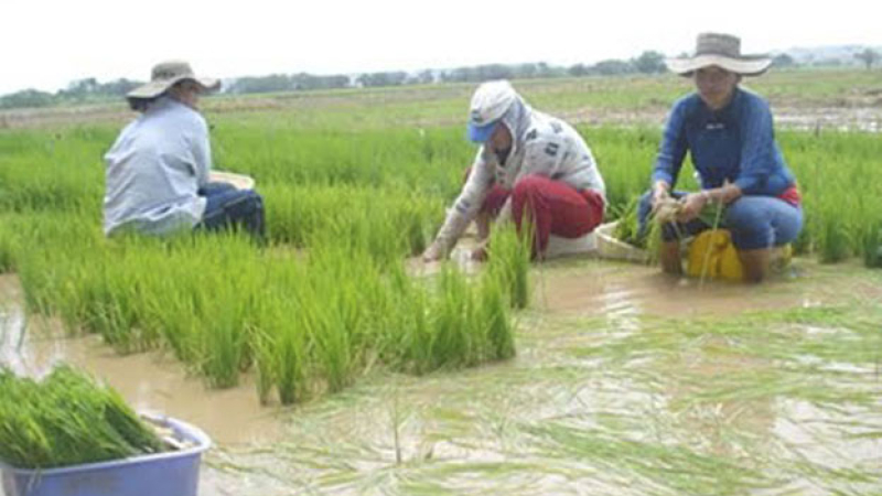 Claves para optimizar la siembra de arroz