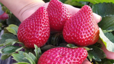 El cultivo de frutilla crece y gana terreno en el Chaco