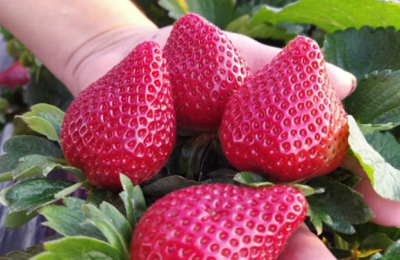El cultivo de frutilla crece y gana terreno en el Chaco