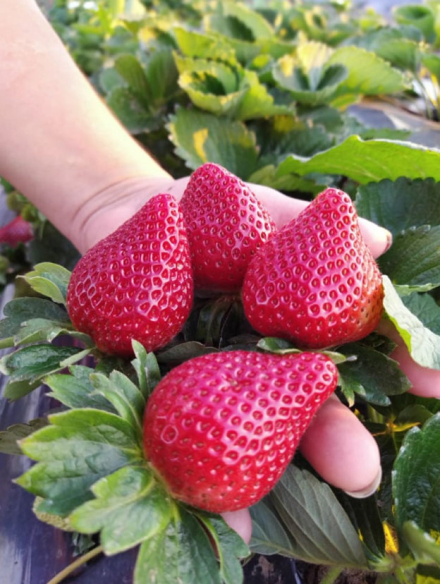 frutilla.jpg