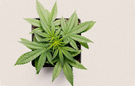 planta.jpg
