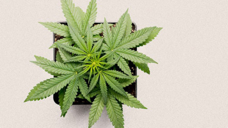 Día Mundial de la Marihuana: ¿por qué se celebra el 20 de abril?