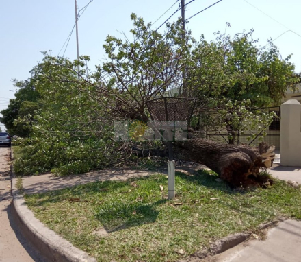 arbol.jpg